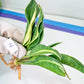 Sansevieria Sudwala Caves Variegated | Rare Impoted Plants | (4~5)