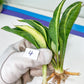 Sansevieria Sudwala Caves Variegated | Rare Impoted Plants | (4~5)
