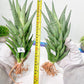 Sansevieria RockMan (#C7) | Pick Your Rare Botanical Treasure