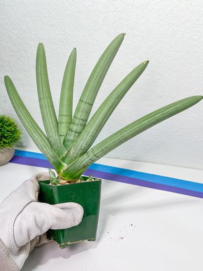 Sansevieria Boncel PLATINUM (#C7) | Imported Plants | Rare Hybrid Species