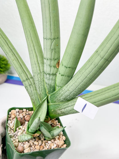 Sansevieria Boncel PLATINUM (#C7) | Imported Plants | Rare Hybrid Species