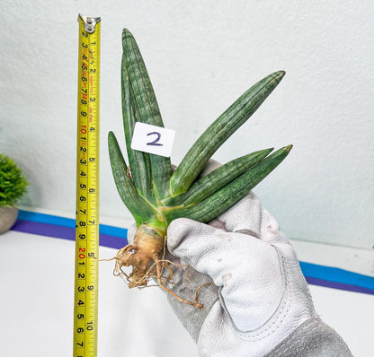 Sansevieria Boncel Devil (#C7) | Uncover a Rare and Unusual Plant