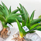 Sansevieria Adaman XL (C7) | Embark on a Rare Plant Adventure