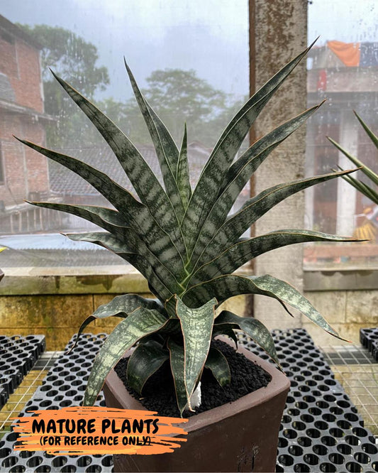 Sansevieria Silver Mottled (Ha3) (12) | Rare Hybrid