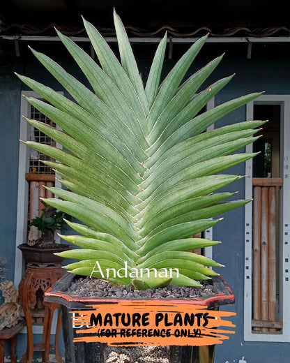 Sansevieria Adaman (#A1) | Imported Plants | Rare Hybrid Species