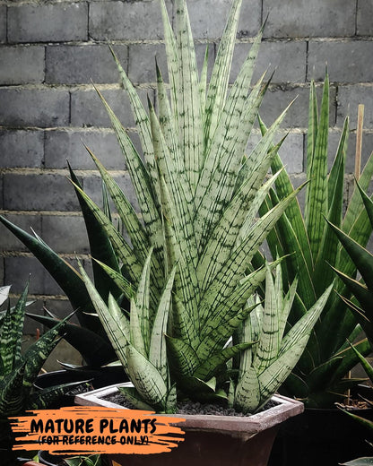 Sansevieria Gepeng (H54) | Imported Snake Plants