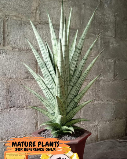 Sansevieria Gepeng (H54) | Imported Snake Plants