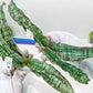 Sansevieria Cleopatra (H20) | Select Your Unique Exotic Plant