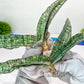 Sansevieria Cleopatra (H20) | Select Your Unique Exotic Plant