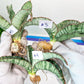 Sansevieria Cleopatra (H20) | Select Your Unique Exotic Plant
