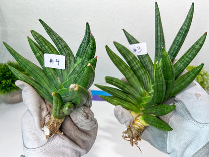 Sansevieria Chojai (#C5) | Imported Snake plants