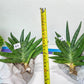 Sansevieria Chojai (#C5) | Imported Snake plants