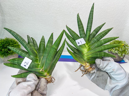 Sansevieria Chojai (#C5) | Imported Snake plants