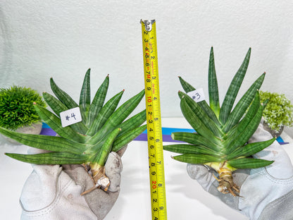 Sansevieria Chojai (#C5) | Imported Snake plants