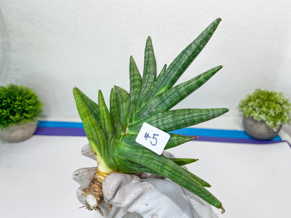 Sansevieria Chojai (#C5) | Imported Snake plants