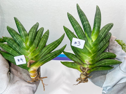 Sansevieria Chojai (#C5) | Imported Snake plants