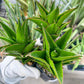 Sansaveria Tower (#RA12) | Imported Snake plant | 2" Pot | Cactus