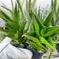 Sansaveria Tower (#RA12) | Imported Snake plant | 2" Pot | Cactus