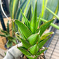 Sansaveria Tower (#RA12) | Imported Snake plant | 2" Pot | Cactus