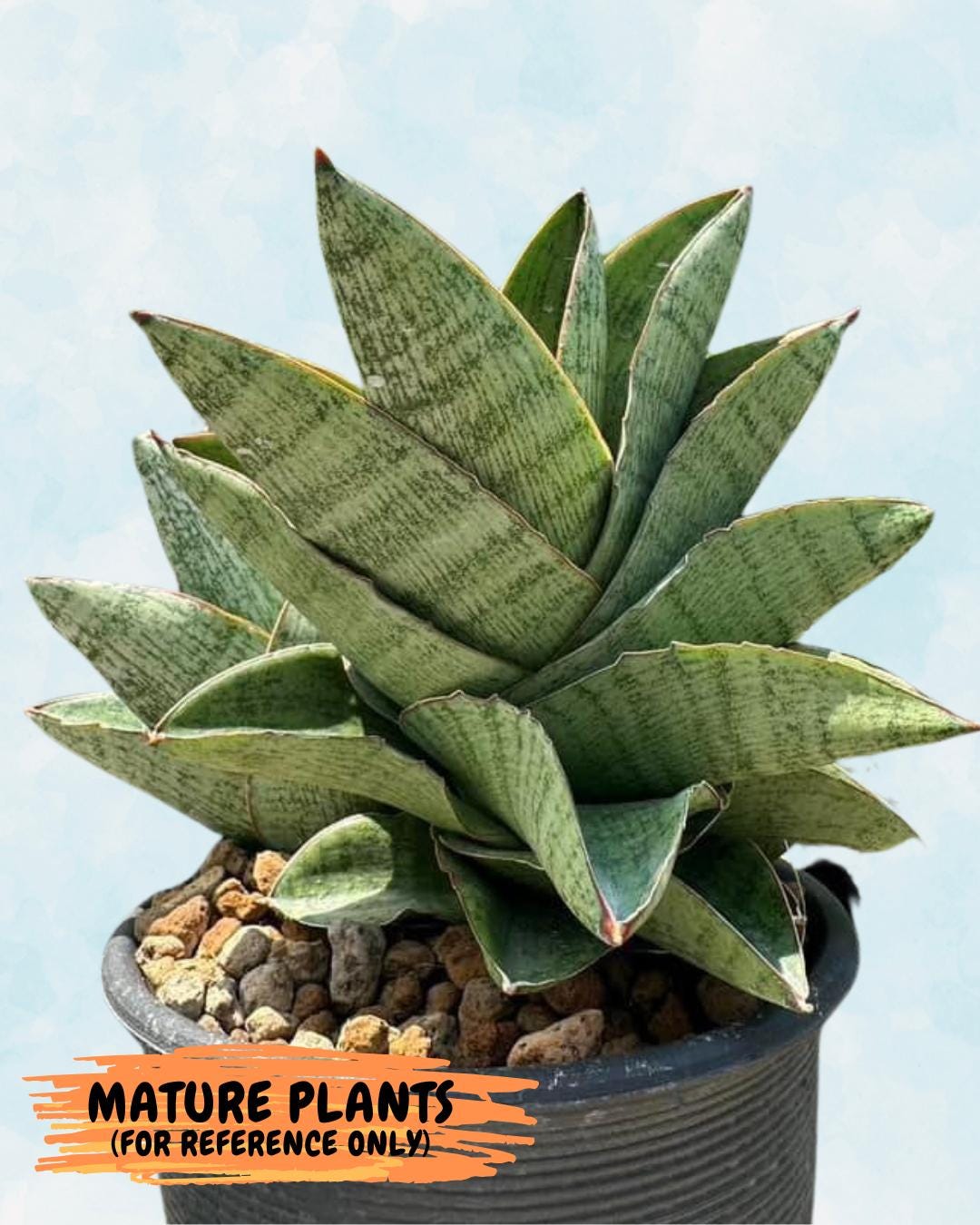 Sansevieria Andromeda (ca5) (1) | Rare Import