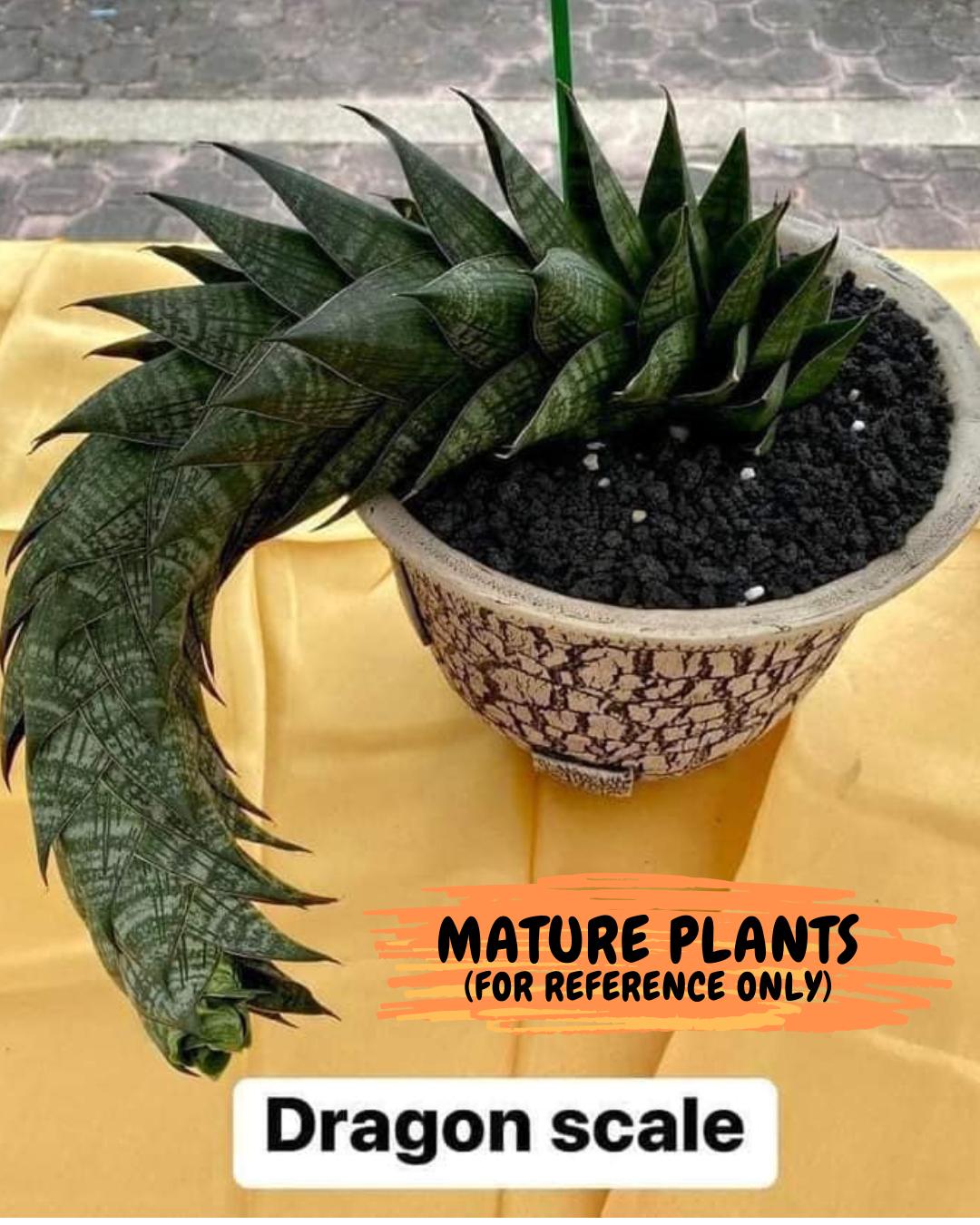 Sansevieria Dragon Scale (su4) (2) | Rare Imported House Plants