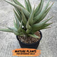 Sansevieria Bai Bid (#RA20) | Rare Hybrid Species