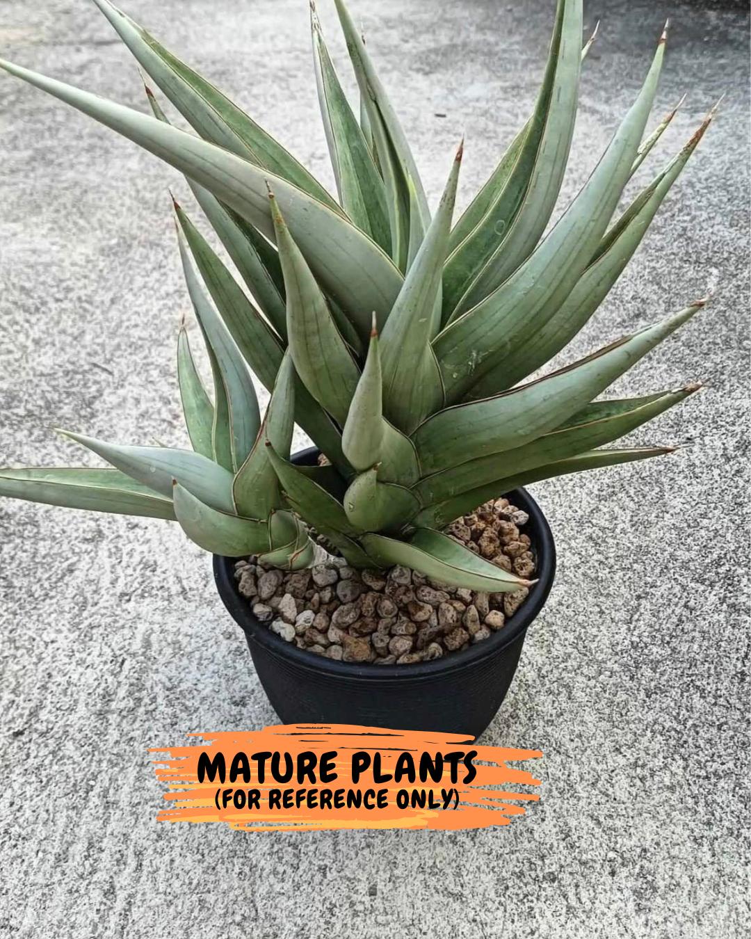 Sansevieria Bai Bid (xl3) (1) | Imported Plant