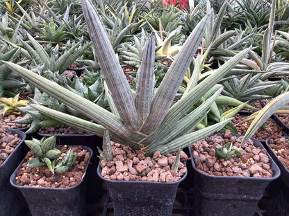 Sansevieria Silver Pink (#AC18) | New Imported Hybrids