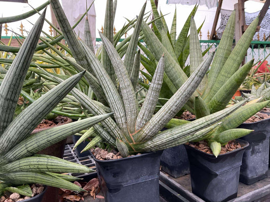 Sansevieria Silver Pink (#AC18) | New Imported Hybrids