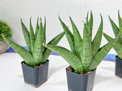Sansevieria Nakhon luang (#PH21) | Imported Plants | Rare Hybrid Species
