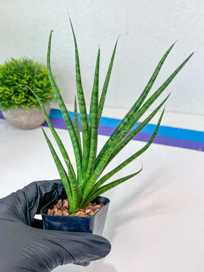 Sansevieria Blue Torch (PH17) | Imported Plants | Rare Hybrid Species