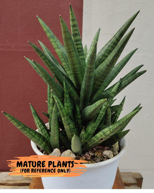Sansevieria Penguin (#AC47) | Imported Hybrids