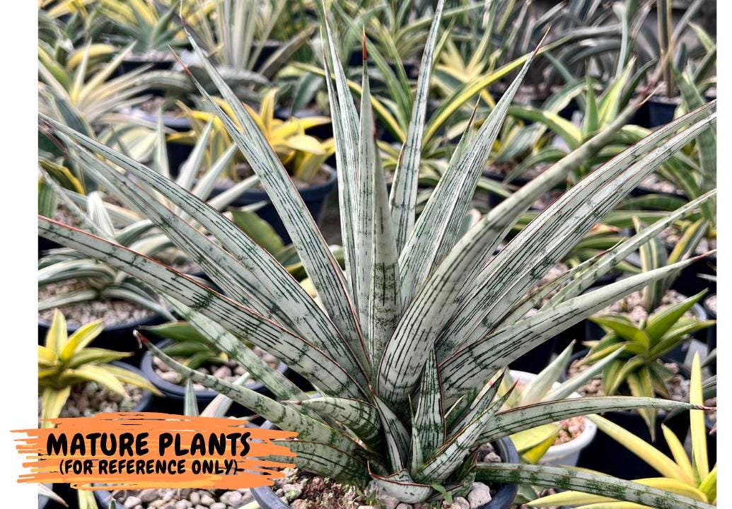 Sansevieria Crown up (xl2) (3) | Imported Sansevieria