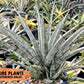 Sansevieria Crown up (#C6.5) | Imported Snake Plants