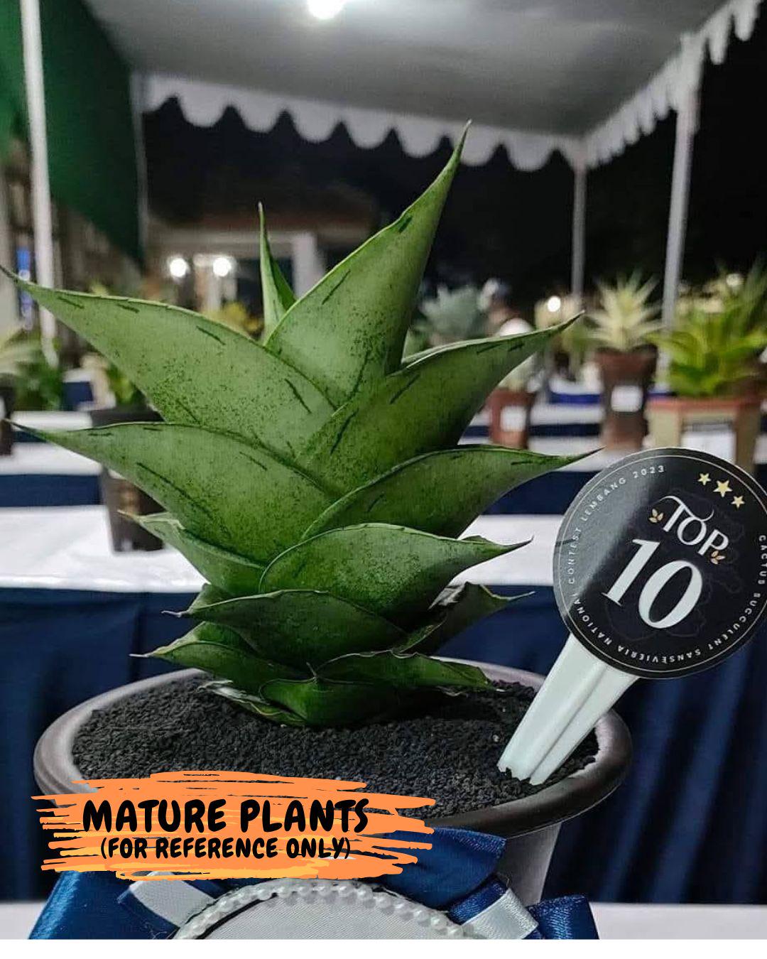 Sansevieria Dewa (H9) | Very Hard to Import | Dwarf hybrids