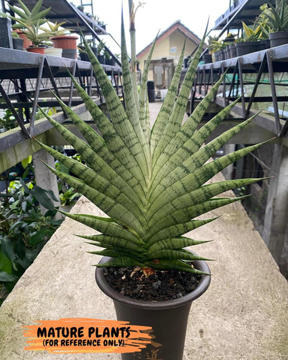 Sansevieria Enduro (H11) | Imported Plants | Rare Hybrid Species