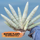 Sansevieria Big Silver XXL (#D2) | Rare Imported Plants | Hybrid Species