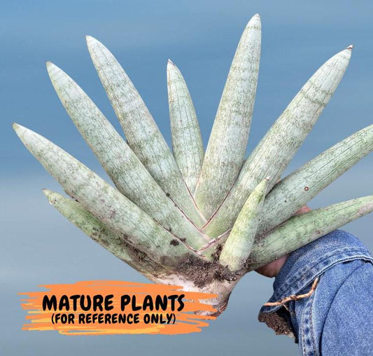 Sansevieria Big Silver XXL (#D2) | Rare Imported Plants | Hybrid Species