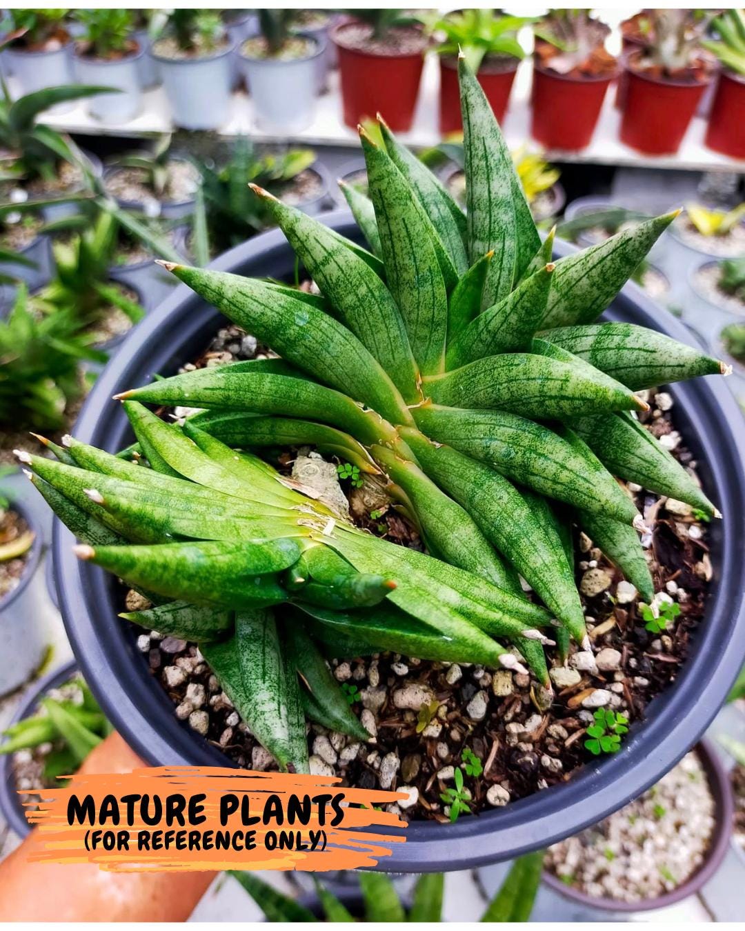 Sansevieria Crazy Crab (#AC4) | Imported Hybrid Snake Plants