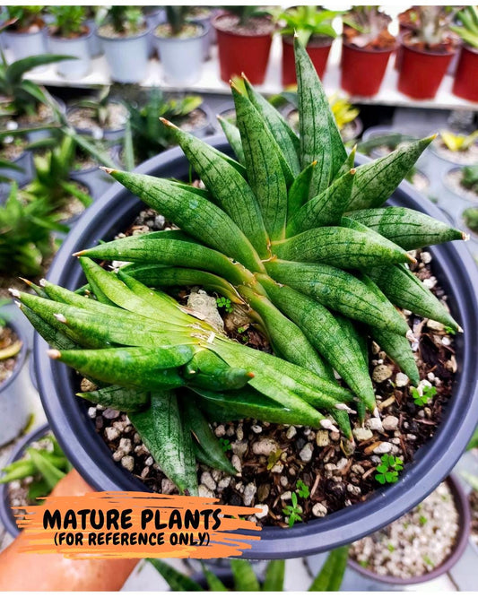 Sansevieria Crazy Crab (#AC4) | Imported Hybrid Snake Plants