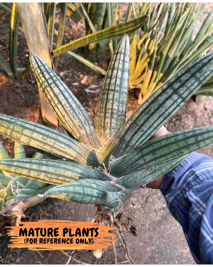 Sansevieria Rocker (#AC20) | Rare Imported House Plants