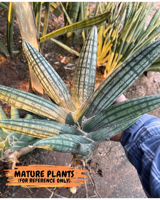 Sansevieria Rocker (#AC20) | Rare Imported House Plants