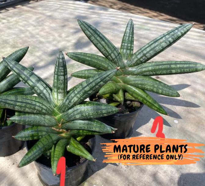 Sansevieria Rocker (#AC20) | Rare Imported House Plants