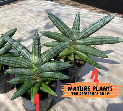 Sansevieria Rocker (#AC20) | Rare Imported House Plants