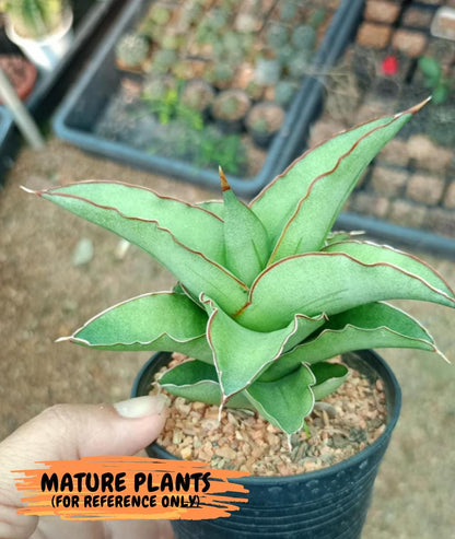 Sansevieria Rock Sand (#RA7) | Rare Imported Hybrids