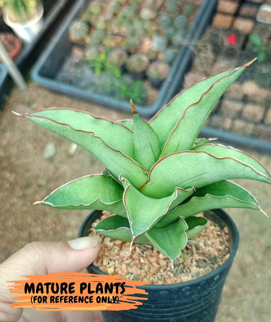 Sansevieria Rock Sand (#RA7) | Rare Imported Hybrids