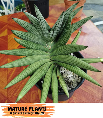Sansevieria Rookie (#Ra5) | Imported Hybrids
