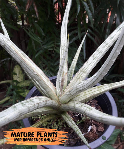 Sansevieria Narin | Imported Plants | Rare Hybrid Species