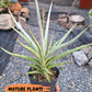 Sansevieria Lady Charm | Imported Plants | Rare Hybrid Species