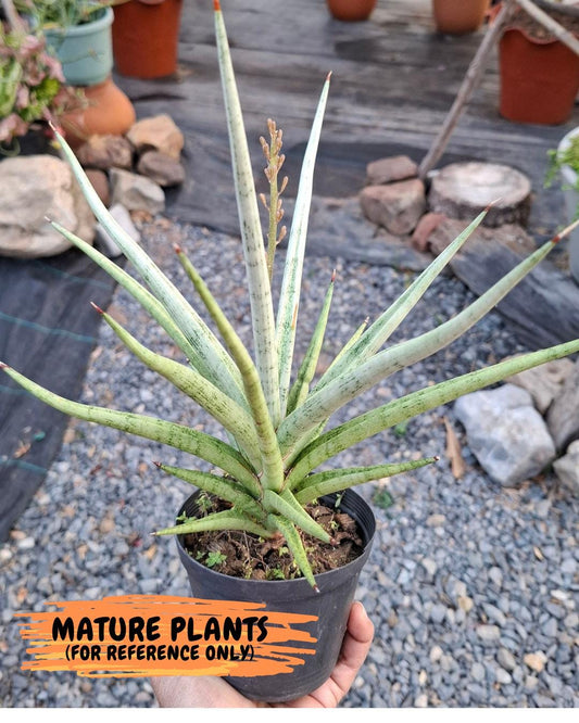 Sansevieria Lady Charm | Imported Plants | Rare Hybrid Species